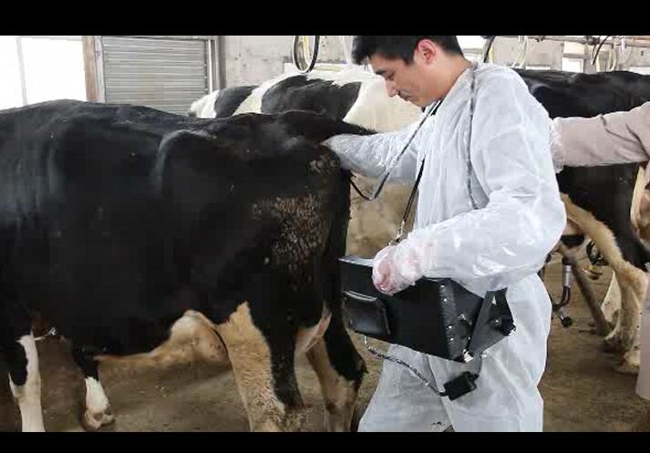 牛用B超機(jī),B超機(jī),牛用B超,養(yǎng)牛場(chǎng)用B超機(jī),牛用B超機(jī)在養(yǎng)牛場(chǎng)的應(yīng)用