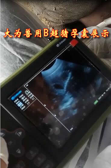 便攜式豬用B超,便攜豬用B超,便攜豬用B超機(jī),豬用B超機(jī)特點(diǎn),豬用B超機(jī)用途,豬用B超機(jī)如何操作