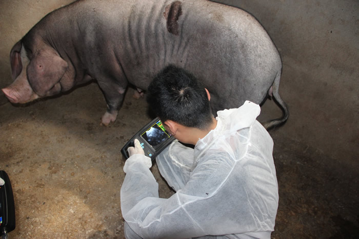 便攜式豬用B超,便攜豬用B超,便攜豬用B超機(jī),豬用B超機(jī)特點(diǎn),豬用B超機(jī)用途,豬用B超機(jī)如何操作