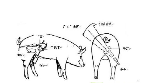 便攜式豬用B超,便攜豬用B超,便攜豬用B超機(jī),豬用B超機(jī)特點(diǎn),豬用B超機(jī)用途