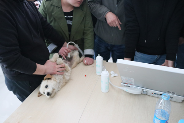 寵物模特接受大為醫療寵物超聲檢查