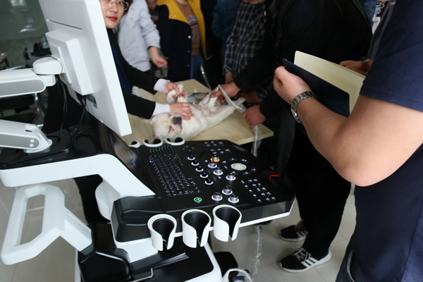 小法牛享受著大為醫療寵物彩超的檢查，一點排斥感都沒有?？梢姍C器對寵物的舒適度很合適。