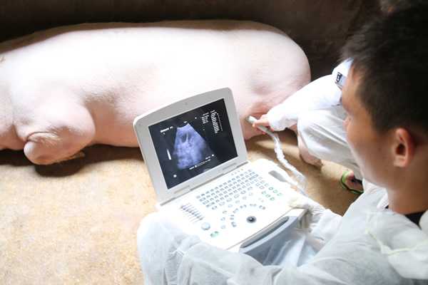 養豬場給母豬驗孕