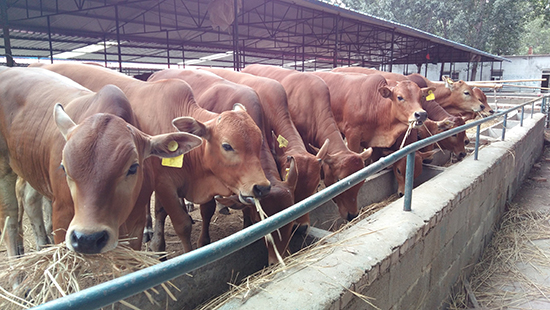 怎樣購(gòu)買(mǎi)一臺(tái)性能好的獸用B超呢？